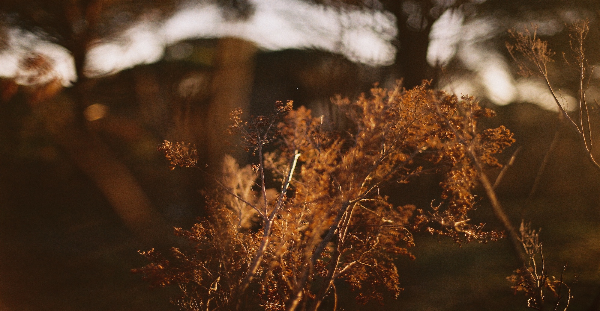Psycholohische Beratung in Berlin, Charlottenburg und Wilmersdorf. Online oder in Präsenz.